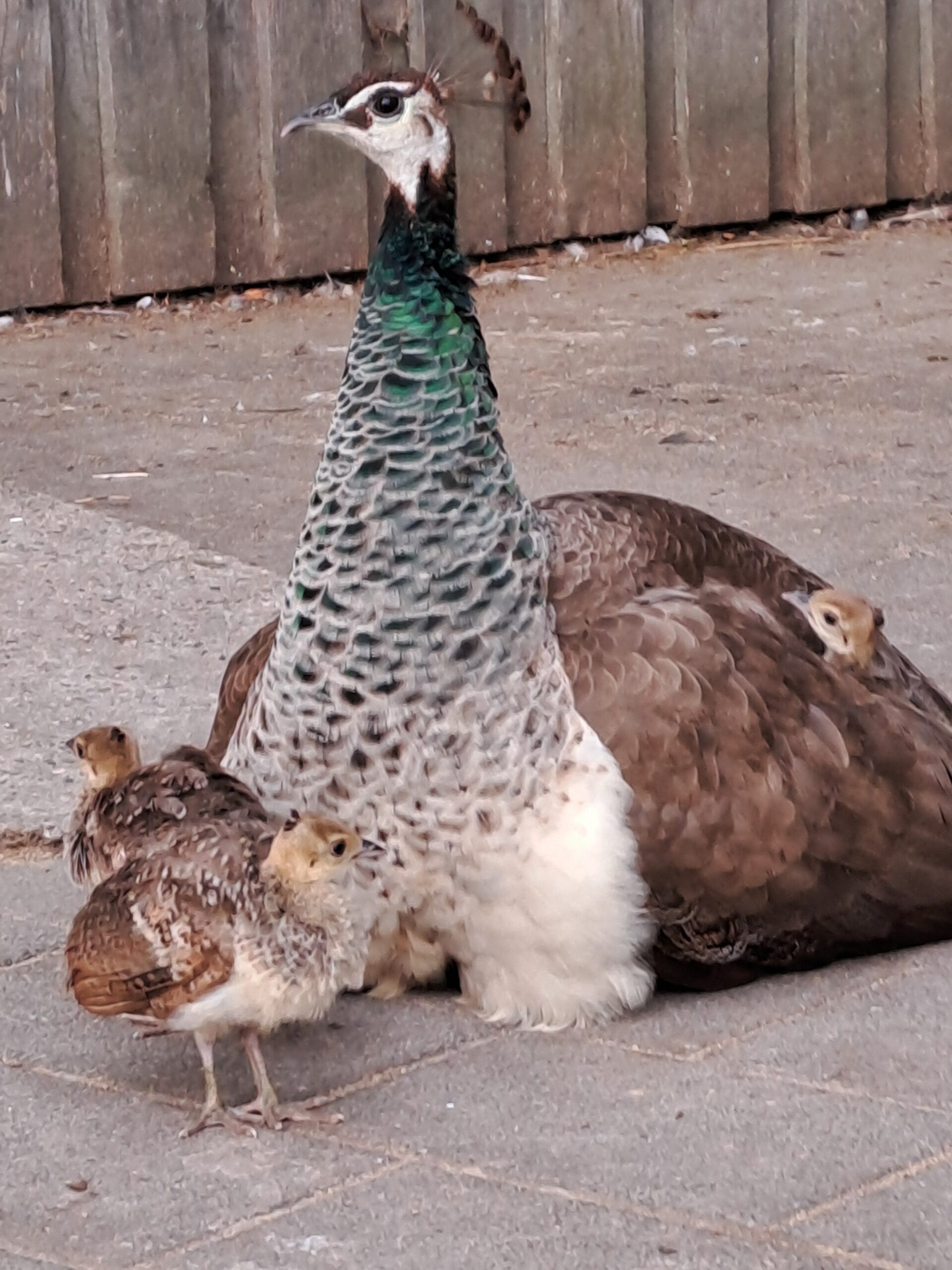 Beverstedter Tierpark am Samstag, 3. Oktober, und am Sonntag, 4. Oktober, von 11 – 17 Uhr geöffnet – bei jedem Wetter ein Erlebnis und lohnend!